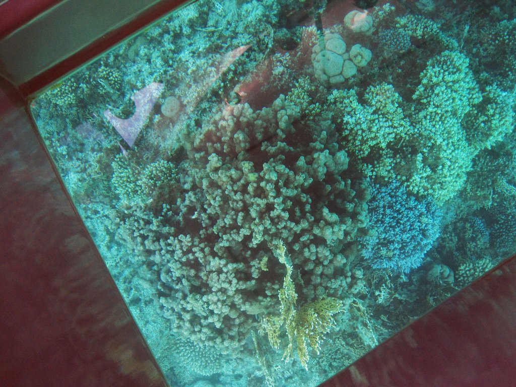 02-Coral under our boat.jpg - Coral under our boat